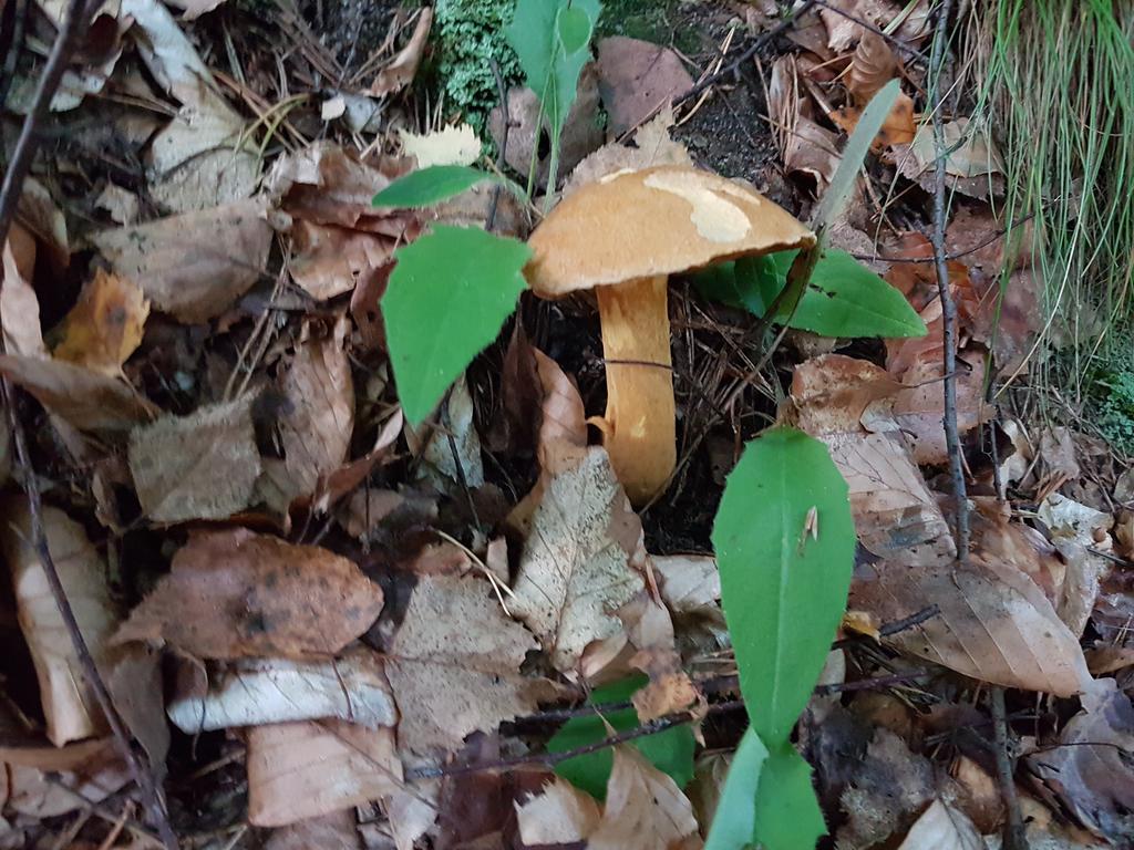 Penzion Pod Houskou Blatce Exterior foto